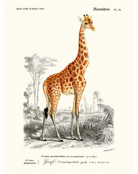 "Giraffe" Poster