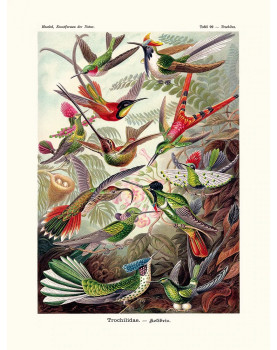 "Kolibris" Poster
