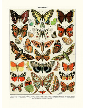 Poster "Butterflies Europe"