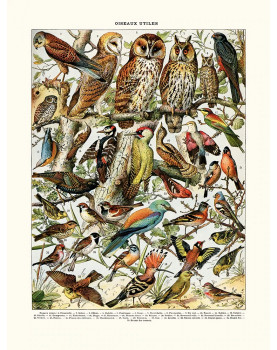 Affiche "Oiseaux et Chouette"